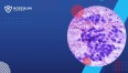 cytologia grafika