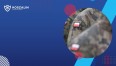 na zdjęciu widnieją osoby ubrane w mundury z flagą polski 