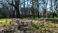 Krokusy w Parku Książąt Pomorskich w Koszalinie