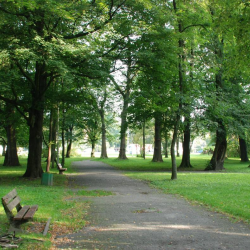 Park im. Tadeusza Kościuszki 1 przed realizacją projektu, obrazek przedstawia zniszczoną aleję, w tle drzewa