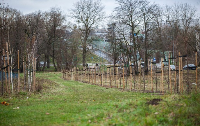 Nowe nasadzenia drzew w Koszalinie