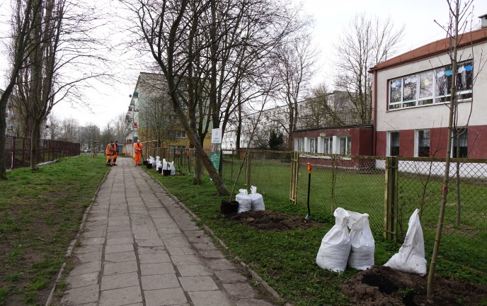 Zdjęcie alei drzew przy Stadionie ABC w Koszalinie