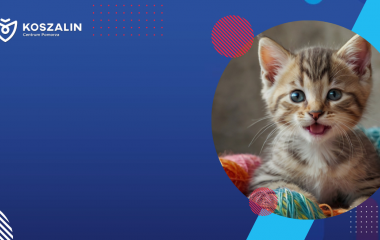 Na obrazku znajduje się kot